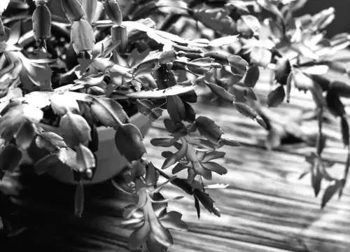 Ідеальний графік підживлення різдвяника для розкішного цвітіння: коли та як це зробити правильно