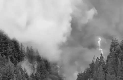 У Патагонії вогонь дістався найдавніших дерев планети: науковці розкрили ймовірну причину катастрофи