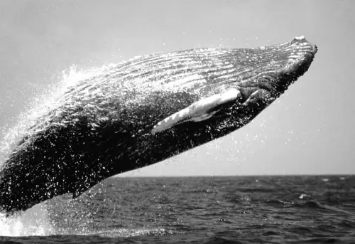 Гігантський підводний вокаліст: неймовірні здібності кита розміром з автобус розкрито