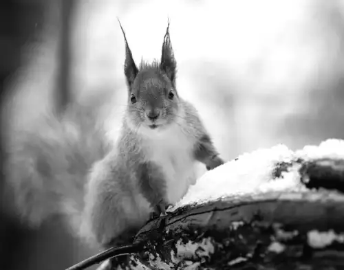 19 лютого у Києві: сухо, але вітер змінить усе!