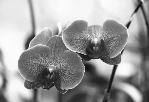 Одна склянка – і спатифілум зацвіте неймовірно: секрет простого засобу для рясного цвітіння