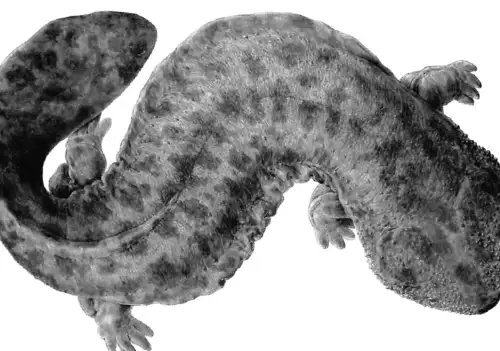 В Японії прихований давній хижак, що руйнує екосистему.