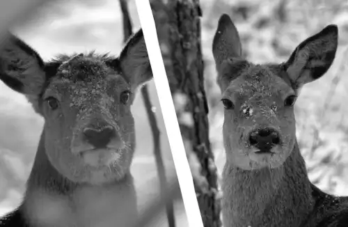 Біля Чорнобиля помітили вагітних олениць: що це відкриває для науки