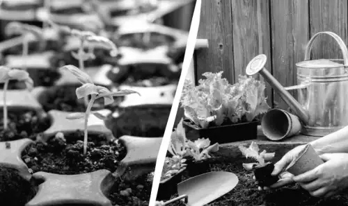 7 важливих справ для дачників у лютому: що обов’язково варто зробити на ділянці цього місяця